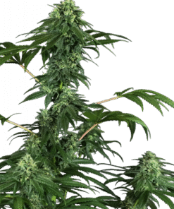 420 Punch