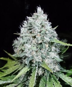 7/8 Sour