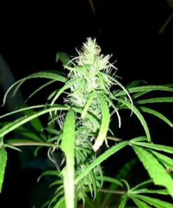 80’s Durban Poison - 12-pack