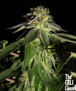 818 Headband - 6PACK