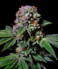 Aca-Dos Delight - Exotic Line - 5-pack
