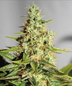 Acapulco Gold