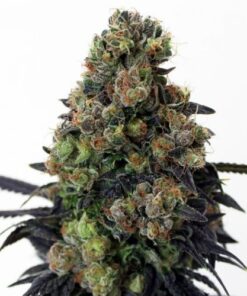 Acid Dough - 5-pack
