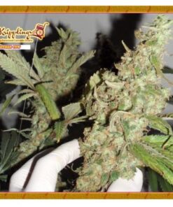 Afghan Cow - 5PACK