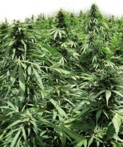 Afghan Express Auto