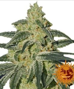 Afghan Hash Plant