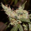 Afghan Haze - 15PACK
