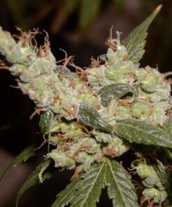 Afghan Haze - 15PACK