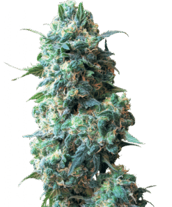 Afghan Kush - 10-pack