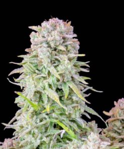 Afghan Kush Auto - 5-pack