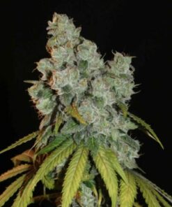Afghan Lemon - 6-pack