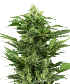 Afghan Pearl CBD Auto