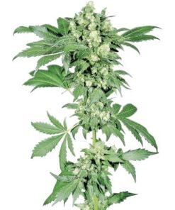 Afghani #1