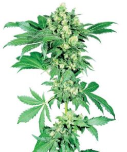 Afghani #1