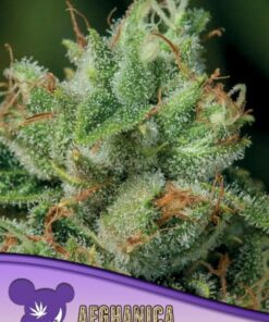 Afghanica - 5-pack