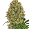 AK 420