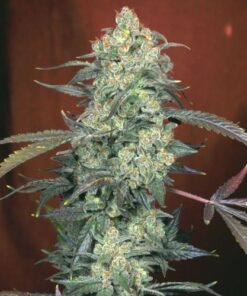AK-47