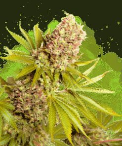 AK-48 Autoflower