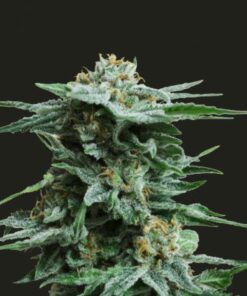 AK Kush - 5-pack