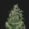 AK Kush Express- 5-pack