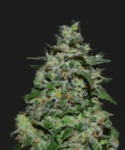 AK Kush Express- 5-pack