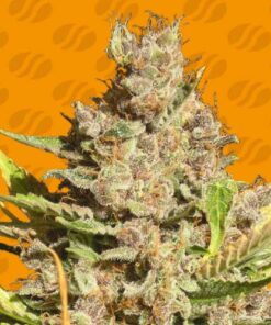 Alien Gorilla - 5-pack