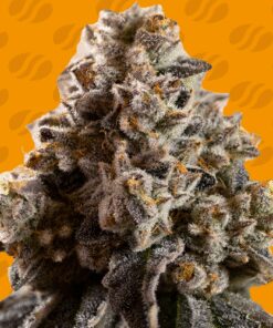 Alien Moonrocks