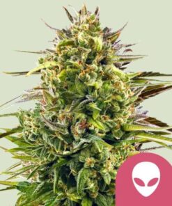 Alien OG