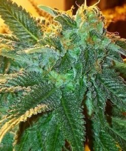 Alien OG - 6-pack