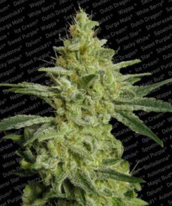 Allkush