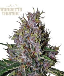 Amaretto Tarmac Auto