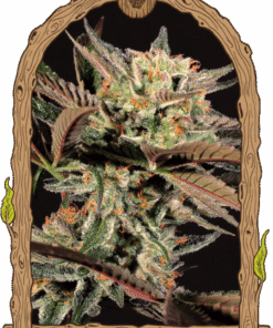 Amnesia #7 - 5PACK