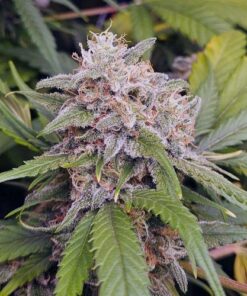 Amnesia Dulce 33