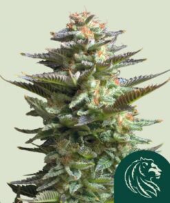 Amnesia Haze