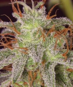 Amnesia Lemon