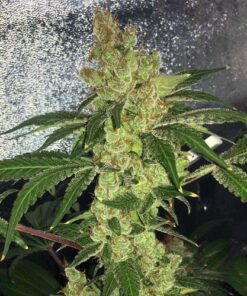 Amnesia OG X G13 Haze - 10-pack