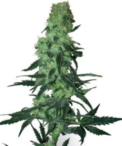 Amnesia White