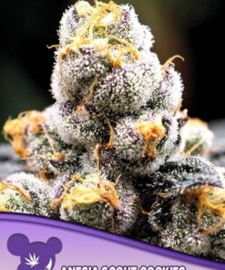 Anesia Scout Cookies - 5PACK