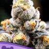Anesia Scout Cookies - 5PACK