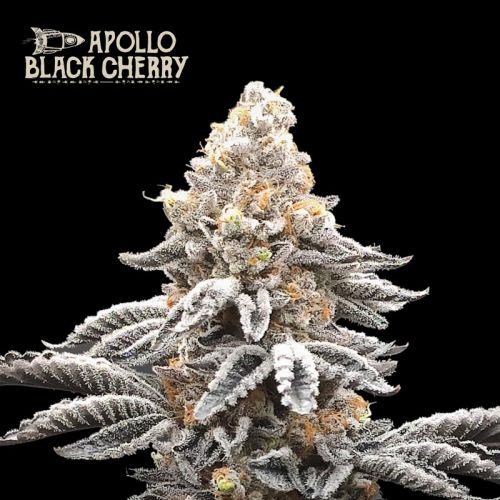 Apollo Black Cherry