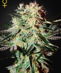 Arjan's Strawberry Haze