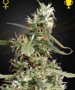 Arjan's Ultra Haze 1