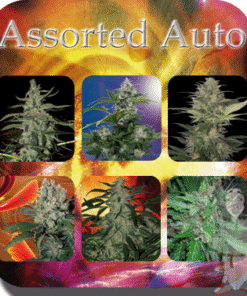 Assorted Auto - 10PACK