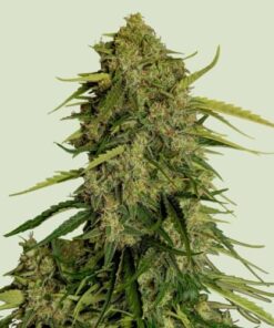Atlas F1 (1:1 CBD Auto)