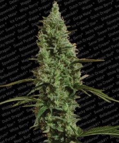Atomical Haze