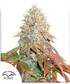 Auto Banana Blaze