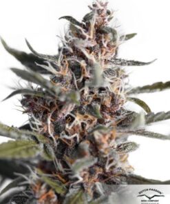 Auto Blackberry Kush