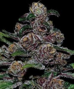 Auto Blackberry Moonrocks