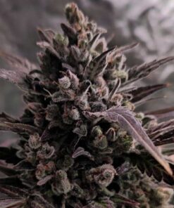 Auto Blue Cheese - 6-pack