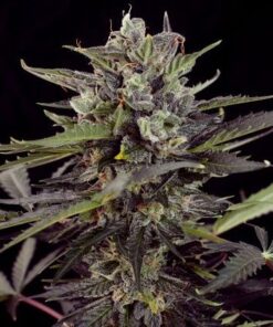 Auto Blueberry